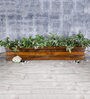 Indian Oak & Dark Walnut Handmade Double Partition Wooden Planter