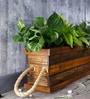 Indian Oak & Dark Walnut Handmade Double Partition Wooden Planter