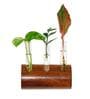 Dark Brown Wall Mount Planter Hanger With Glass Tube