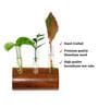 Dark Brown Wall Mount Planter Hanger With Glass Tube