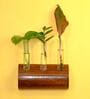 Dark Brown Wall Mount Planter Hanger With Glass Tube