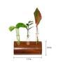 Dark Brown Wall Mount Planter Hanger With Glass Tube