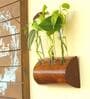 Dark Brown Wall Mount Planter Hanger With Glass Tube