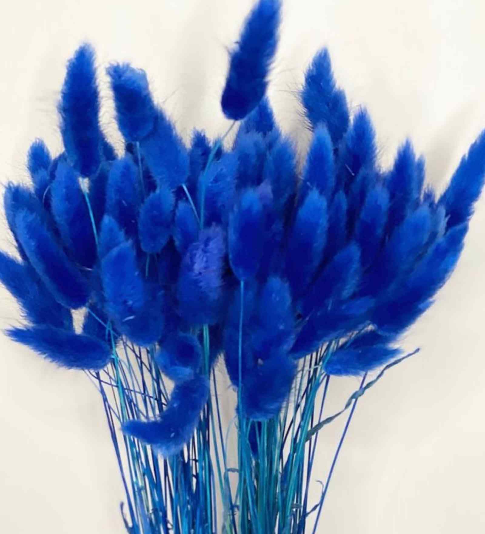 Bunny Meadow Blue Dried Flowers Set of 50 Stems