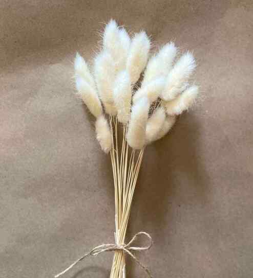 Bunny Tails White Dried Flowers Set of 50 Stems