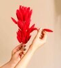 Bunny Meadow Red Dried Flowers Set of 50 Stems