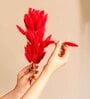 Bunny Meadow Red Dried Flowers Set of 50 Stems
