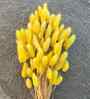 Bunny Meadow Yellow Dried Flowers Set of 50 Stems