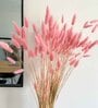 Bunny Tails Pink  Set of 50 Stems Natural Dried Flowers