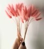 Bunny Tails Pink  Set of 50 Stems Natural Dried Flowers