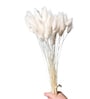 Bunny Tails White Dried Flowers Set of 50 Stems