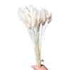 Bunny Tails White Dried Flowers Set of 50 Stems