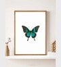 Butterfly Wall Art