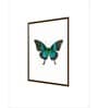 Butterfly Wall Art