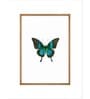 Butterfly Wall Art