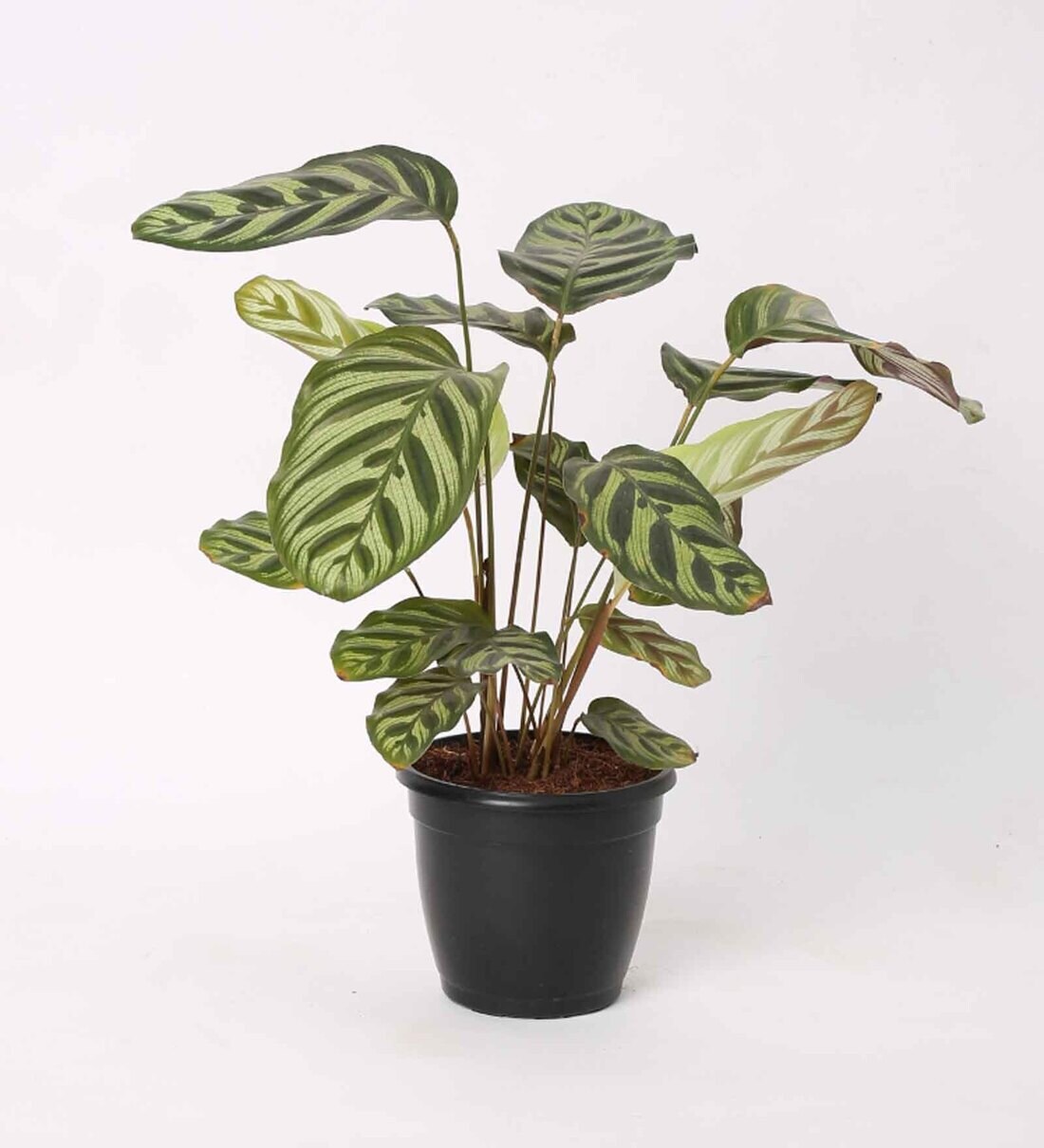 Buy Calathea Peacock Live Natural Plant by Root Bridges Online - Indoor ...