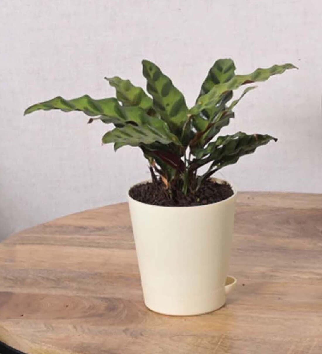 Buy Calathea Rattlesnake Indoor Plants at 33 OFF by Ugaoo Pepperfry