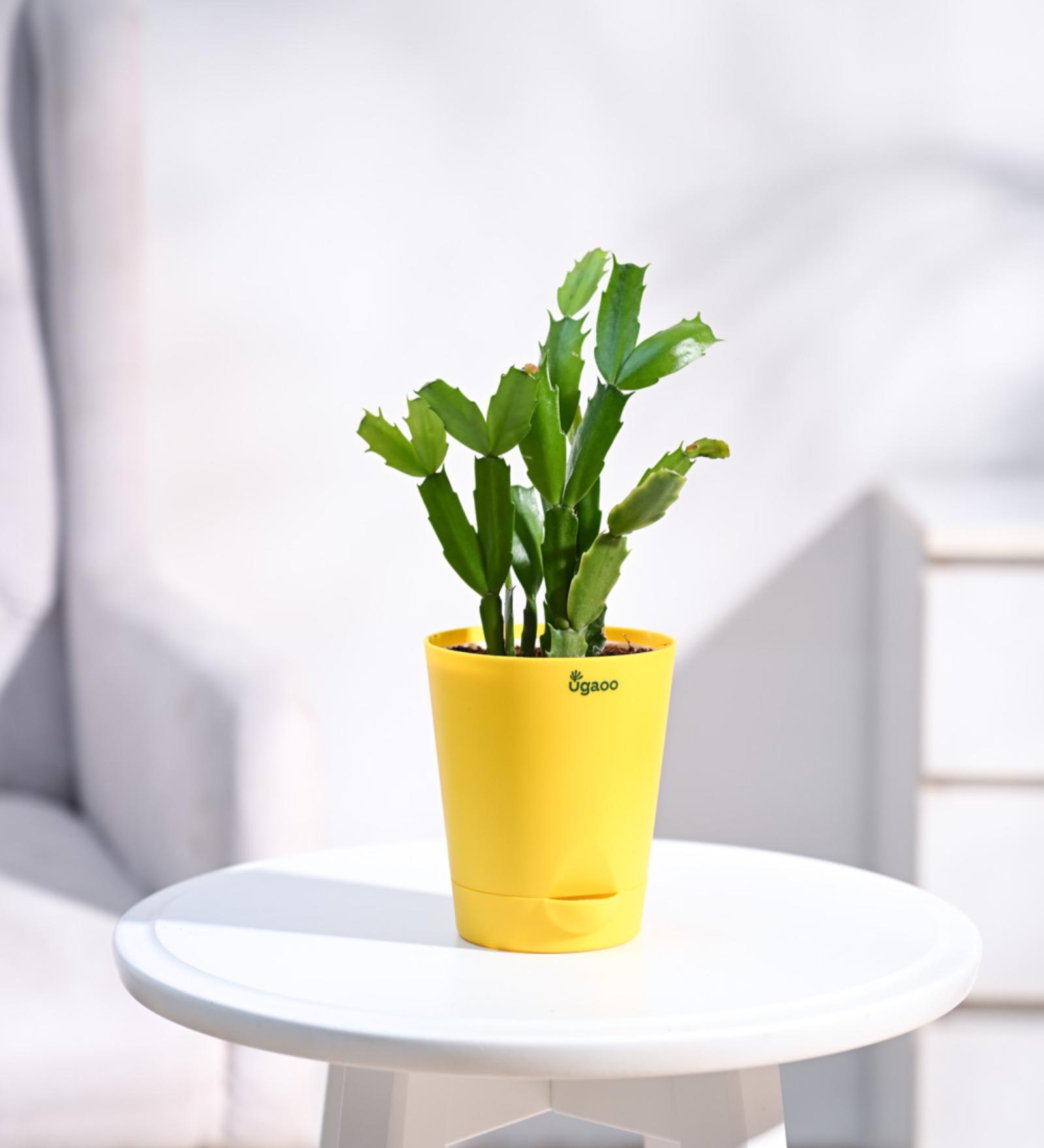 Cactus Natural Plant In Yellow Self Watering Pot