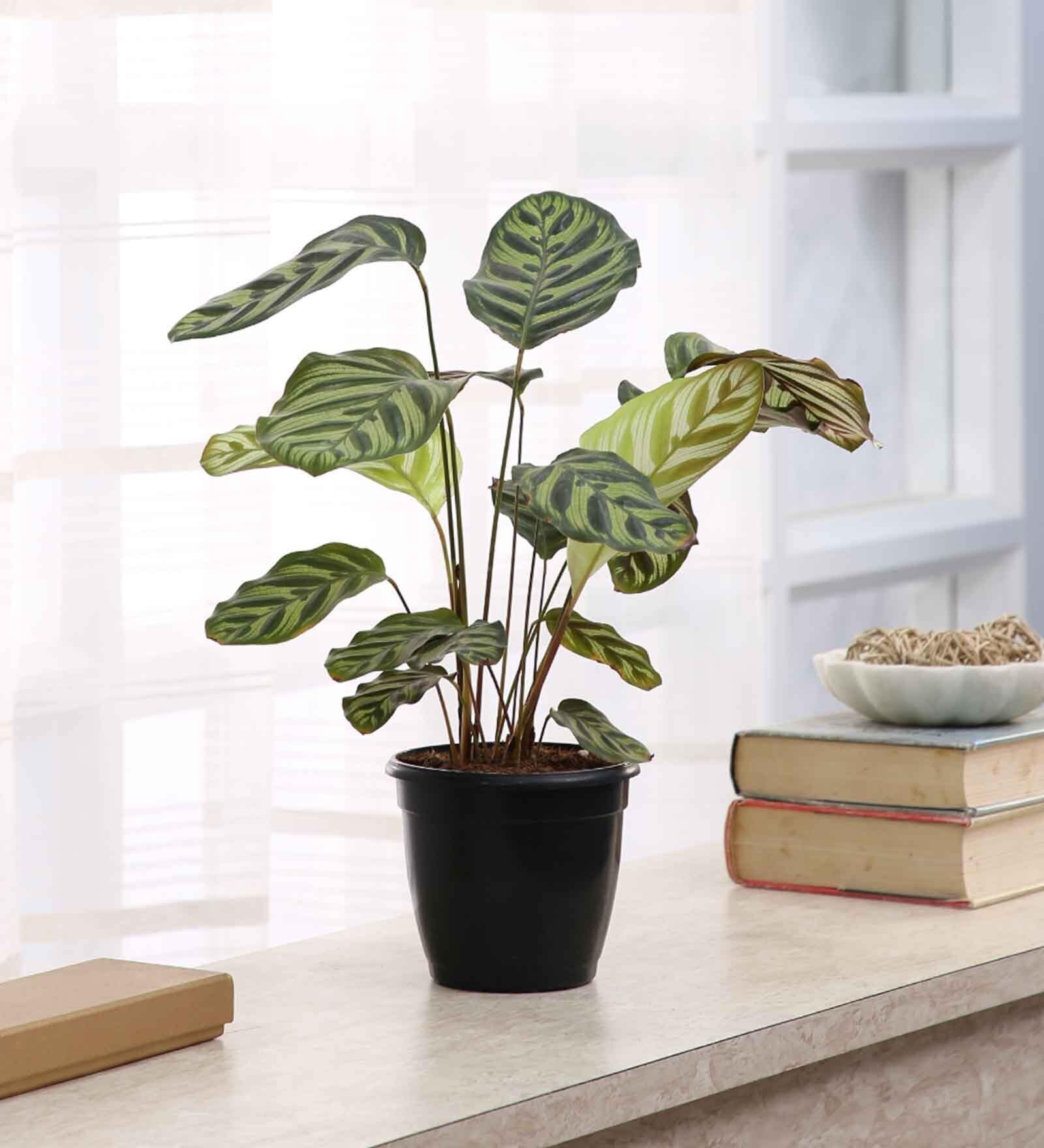 Buy Calathea Peacock Live Natural Plant at 4% OFF by Root Bridges ...