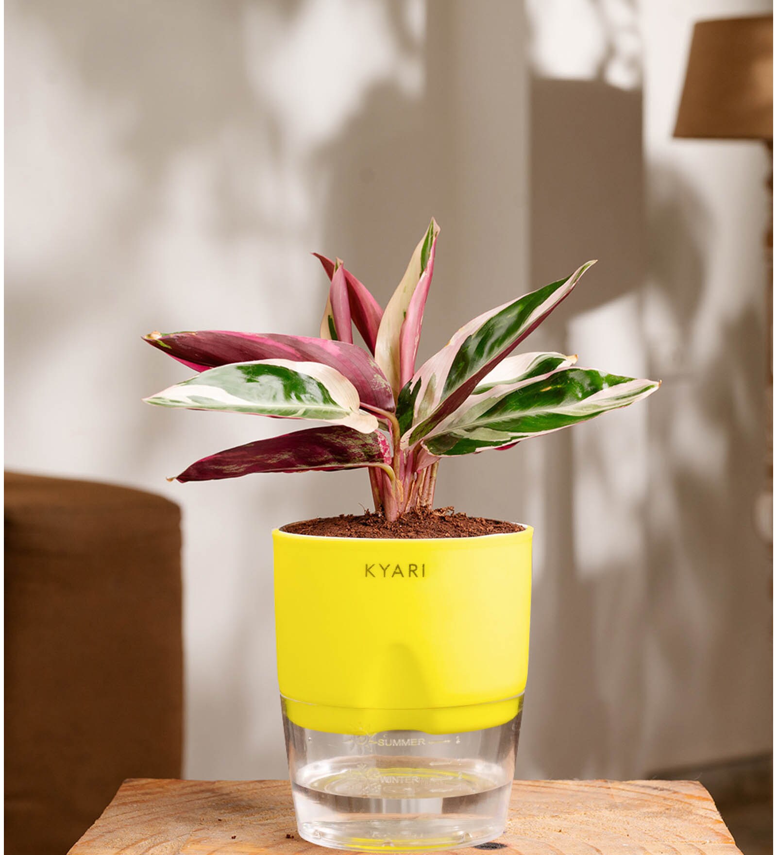 Calathea Triostar Plant With Self Watering  Pot- Yellow