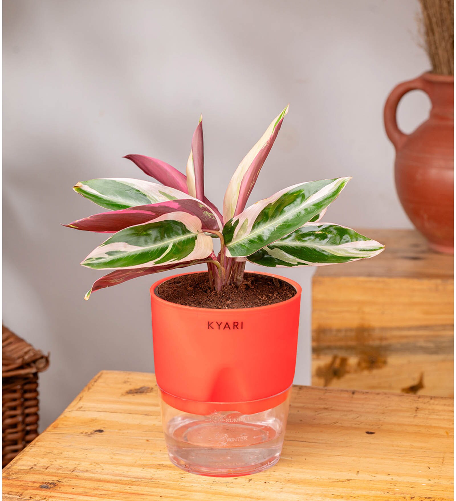 Calathea Triostar Plant With Self Watering  Pot- Red