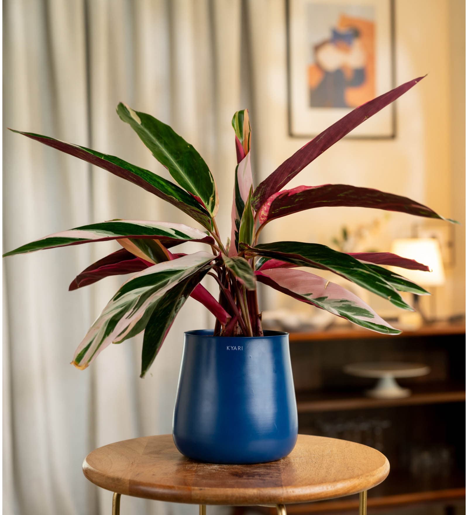Calathea Triostar Plant With Aura Metal Pot-Blue