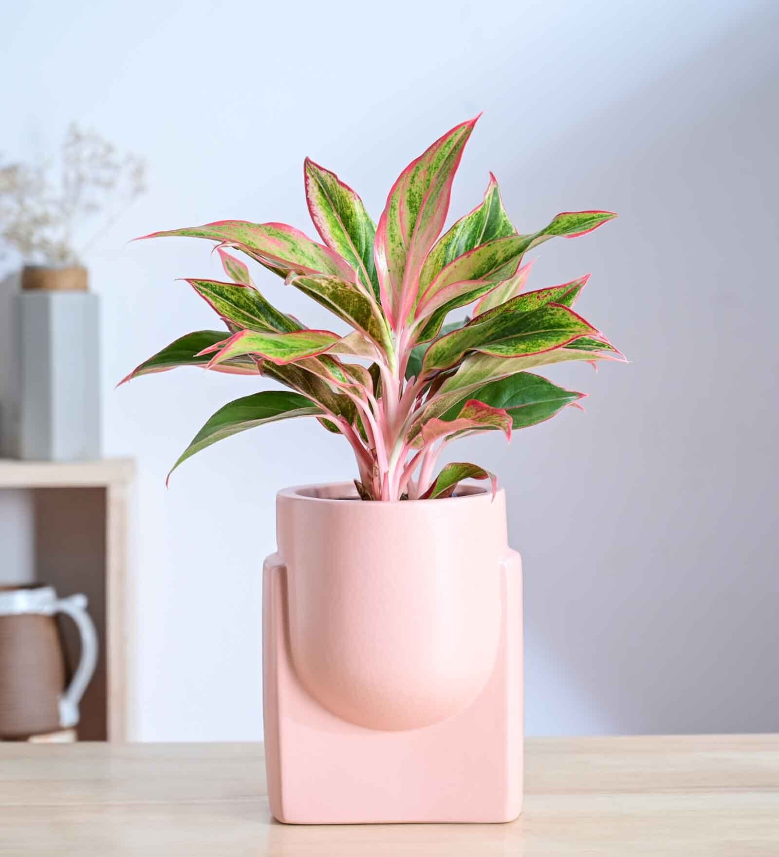 Cats are Gods Medium Pink Ceramic Planter