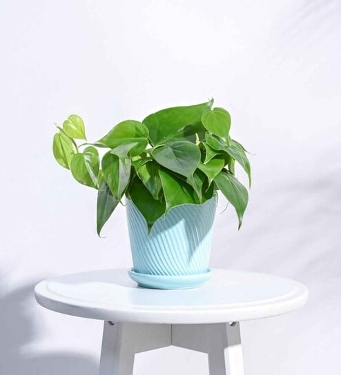 Cadet Blue Ceramic Desk Pot
