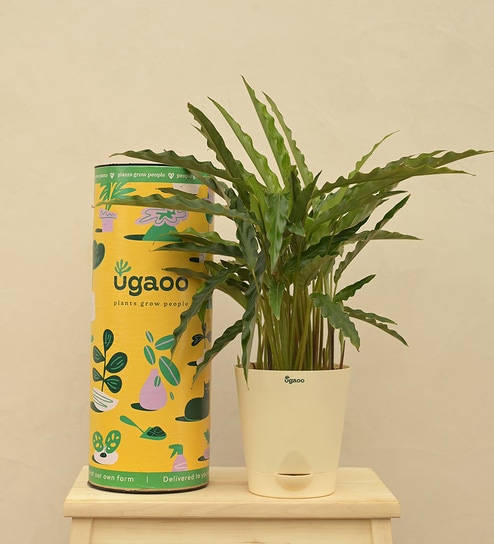 Calathea Rufibarba - Medium Natural Plant in White Self Watering Plastic Pot by Ugaoo