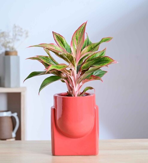 Cats are Gods Medium Red Ceramic Planter
