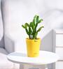 Cactus Natural Plant In Yellow Self Watering Pot