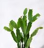 Cactus Natural Plant In Yellow Self Watering Pot