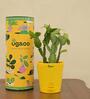 Cactus Natural Plant In Yellow Self Watering Pot