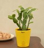 Cactus Natural Plant In Yellow Self Watering Pot