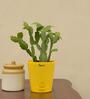 Cactus Natural Plant In Yellow Self Watering Pot
