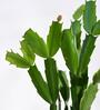 Cactus Natural Plant In Yellow Self Watering Pot