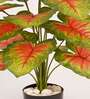 Artificial Caladium Plant with Black Pot 65Cm