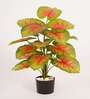 Artificial Caladium Plant with Black Pot 65Cm