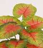 Artificial Caladium Plant with Black Pot 65Cm