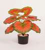 Artificial Calathea Plant 55Cm