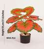 Artificial Calathea Plant 55Cm