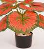 Artificial Calathea Plant 55Cm