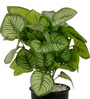 Calathea Multicolour Plastic & Polyester Artificial Plant With Pot