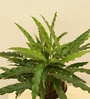 Calathea Rufibarba