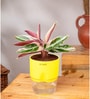 Calathea Triostar Plant With Self Watering  Pot- Yellow