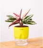 Calathea Triostar Plant With Self Watering  Pot- Yellow