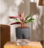 Calathea Triostar Plant With Self Watering  Pot- Grey
