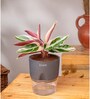 Calathea Triostar Plant With Self Watering  Pot- Grey