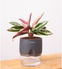 Calathea Triostar Plant With Self Watering  Pot- Grey
