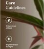 Calathea Triostar Plant With Self Watering  Pot- Red